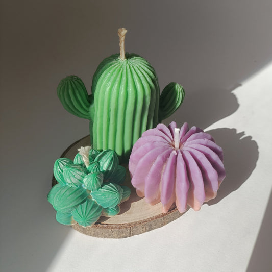 Pack de 3 velas de cactus y suculeta